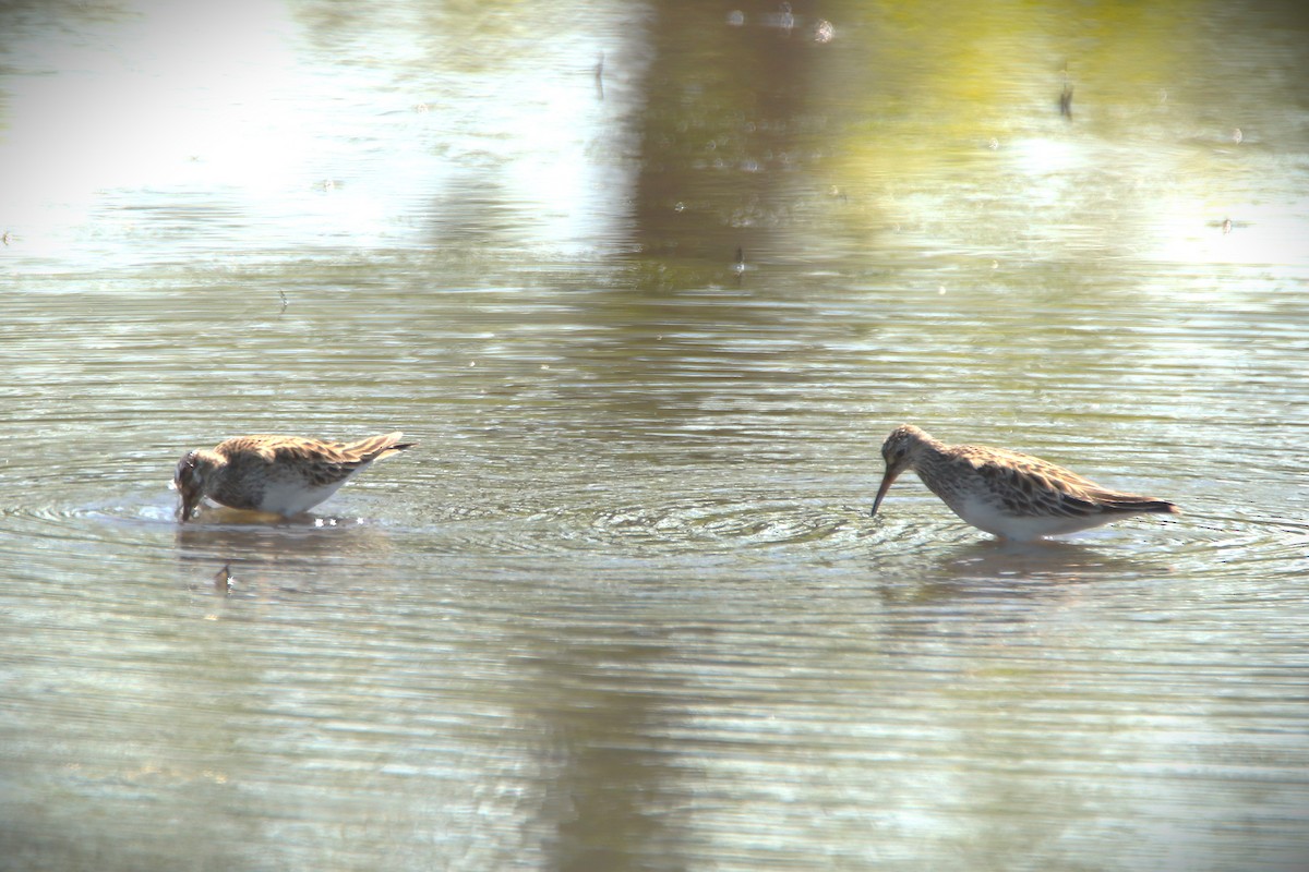 Pectoral Sandpiper - ML635423531