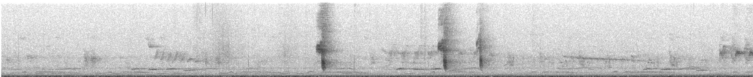 hårdrongo - ML635423545