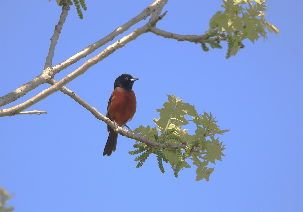 Orchard Oriole - ML635423547