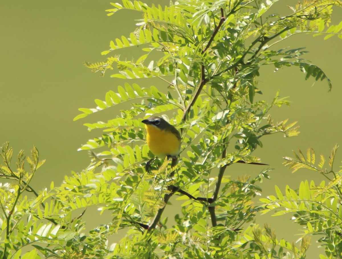 Yellow-breasted Chat - ML635423558