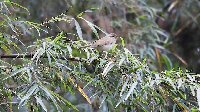 Large-billed Leaf Warbler - ML635423649