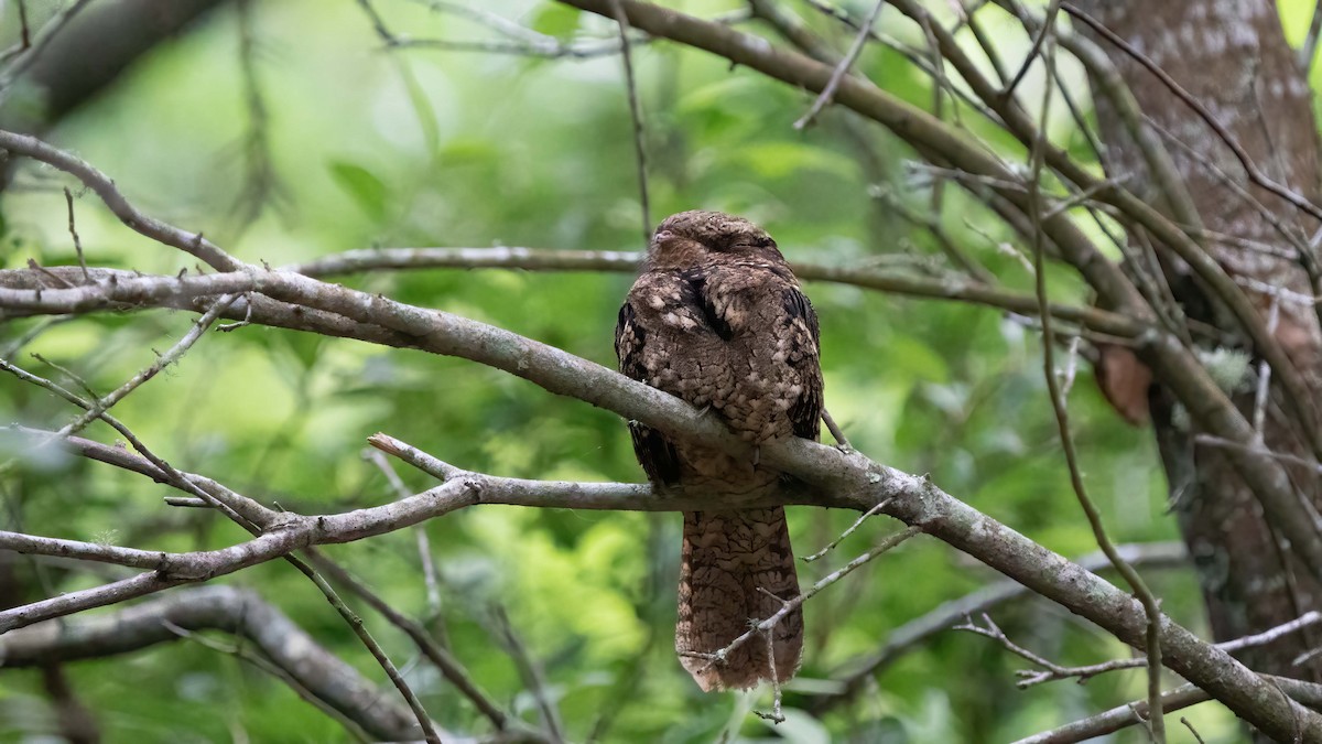 Chuck-will's-widow - ML635423673