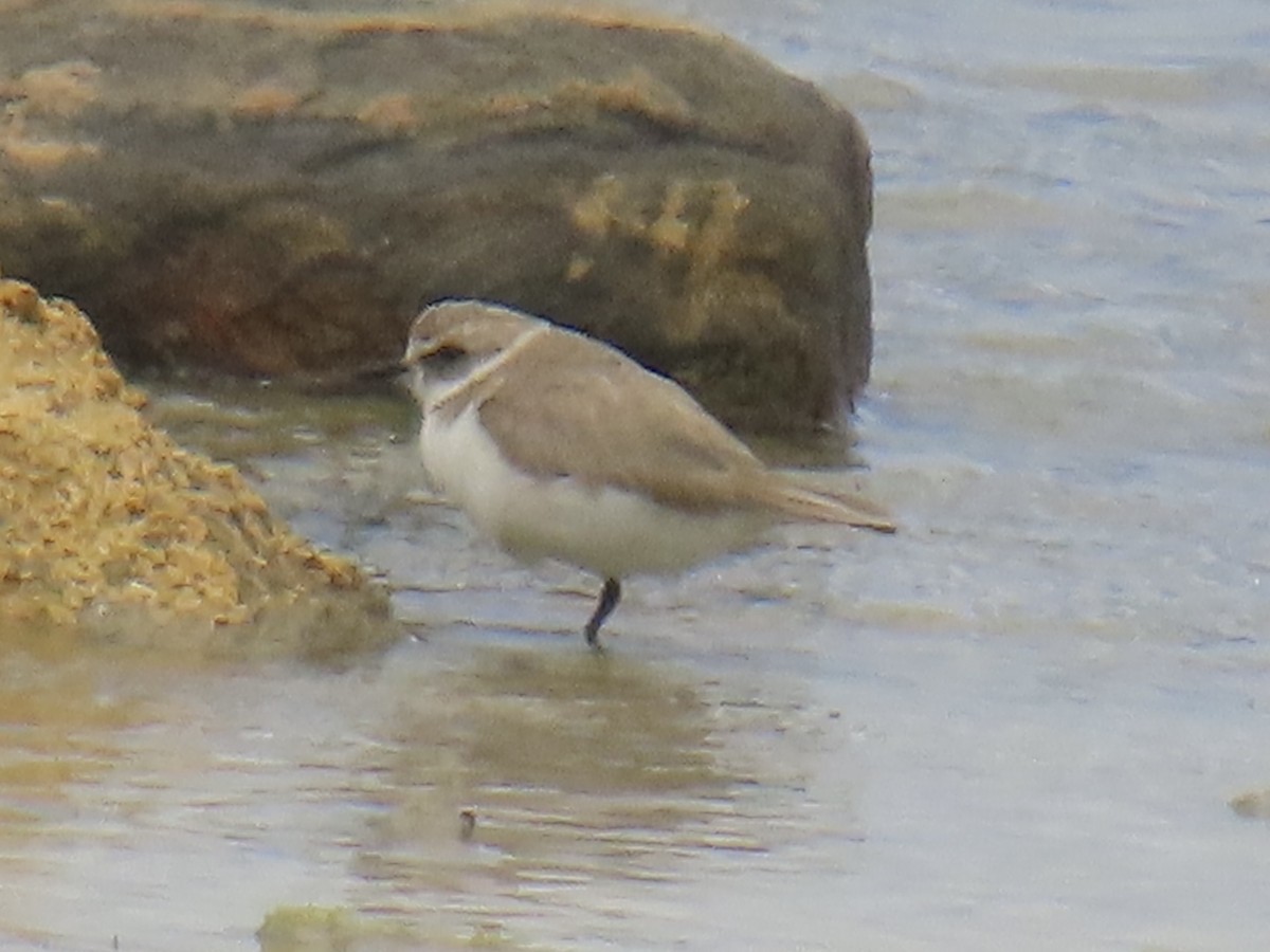Kentish Plover - ML635423676