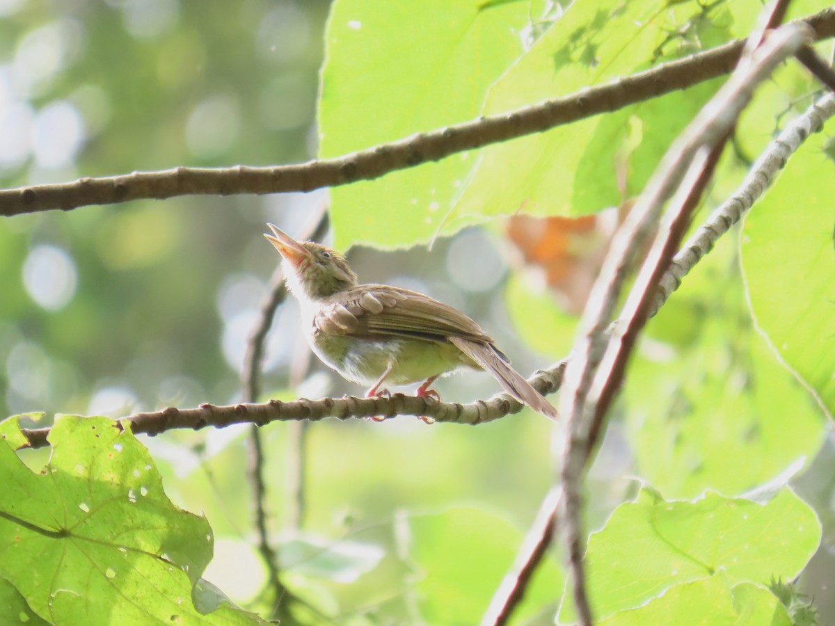 Olive Bulbul - ML635423695