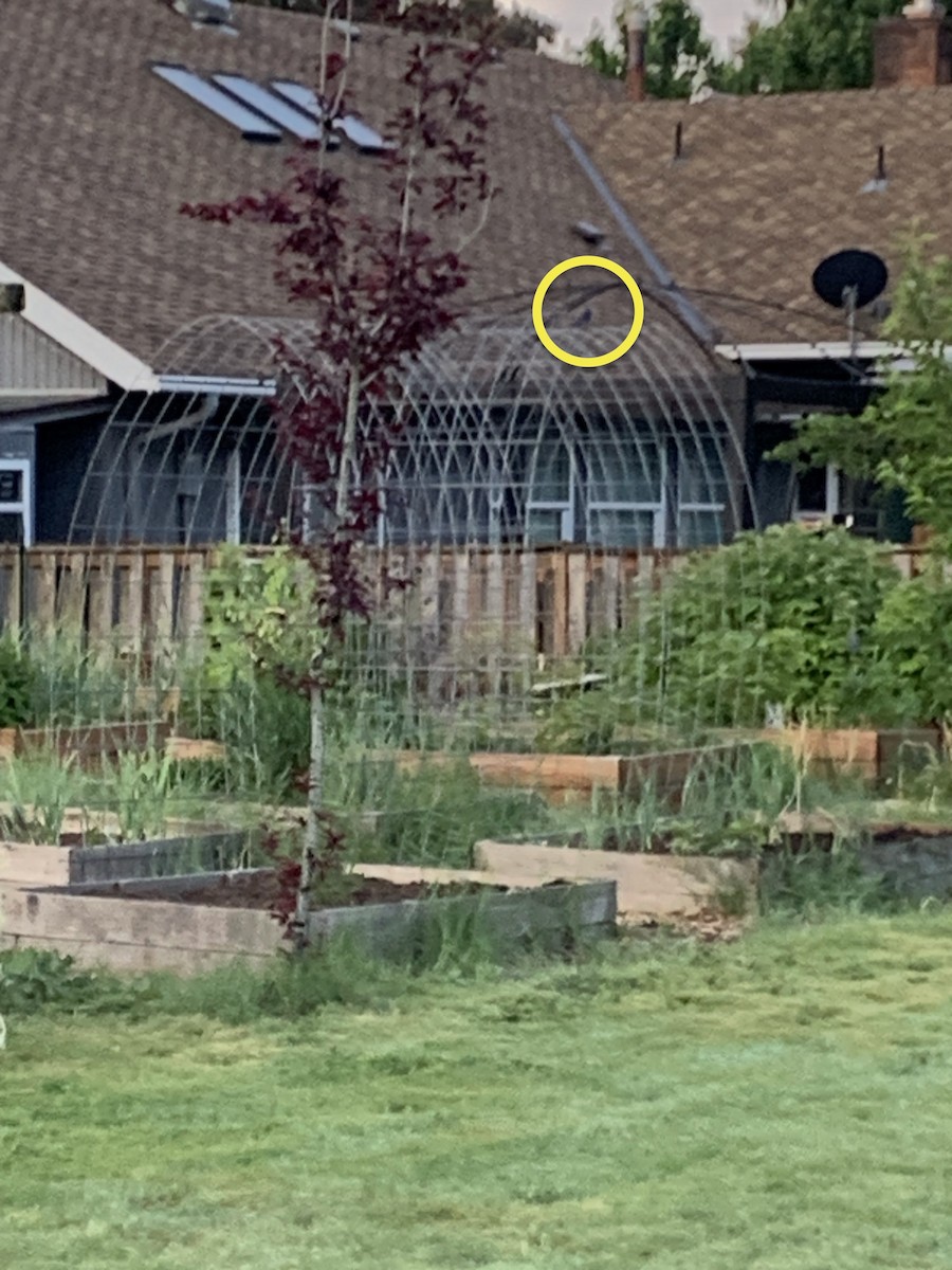 Western Bluebird - ML635423713