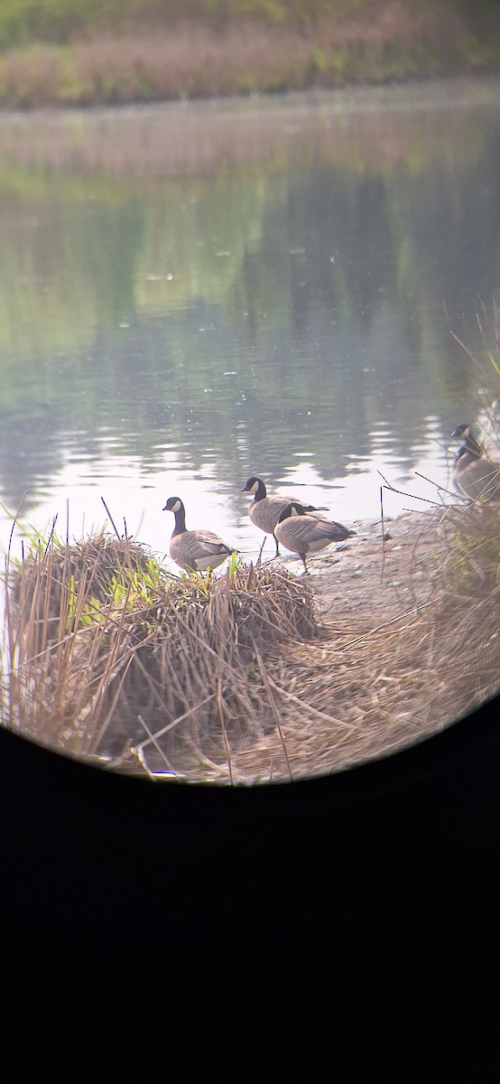 Cackling Goose - ML635423745
