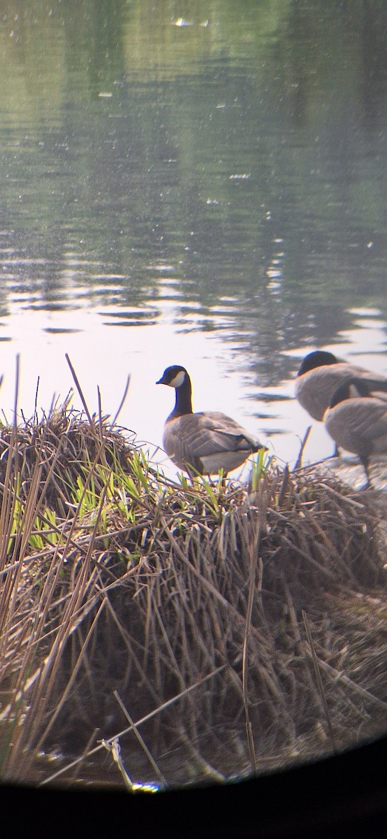 Cackling Goose - ML635423746