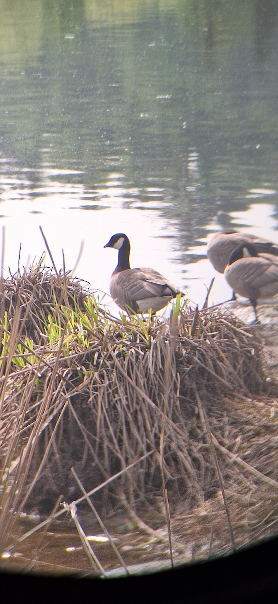 Cackling Goose - ML635423747