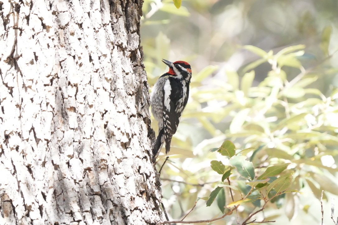 Red-naped Sapsucker - ML635423763