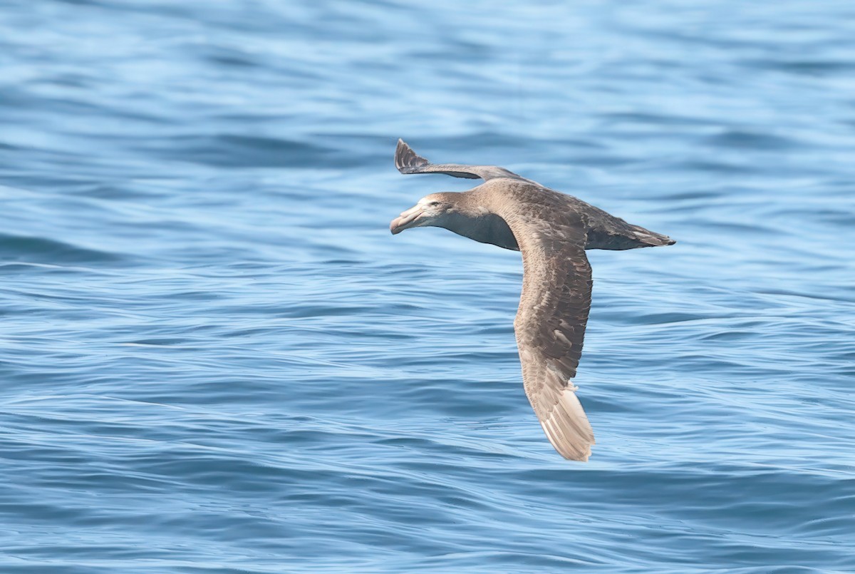 Southern Giant-Petrel - ML635423812