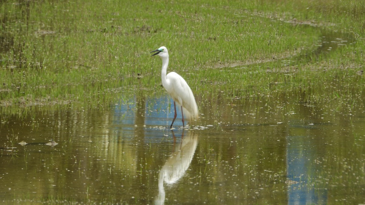 Grande Aigrette - ML635423829