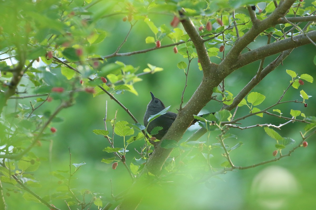 Gray Catbird - ML635423892