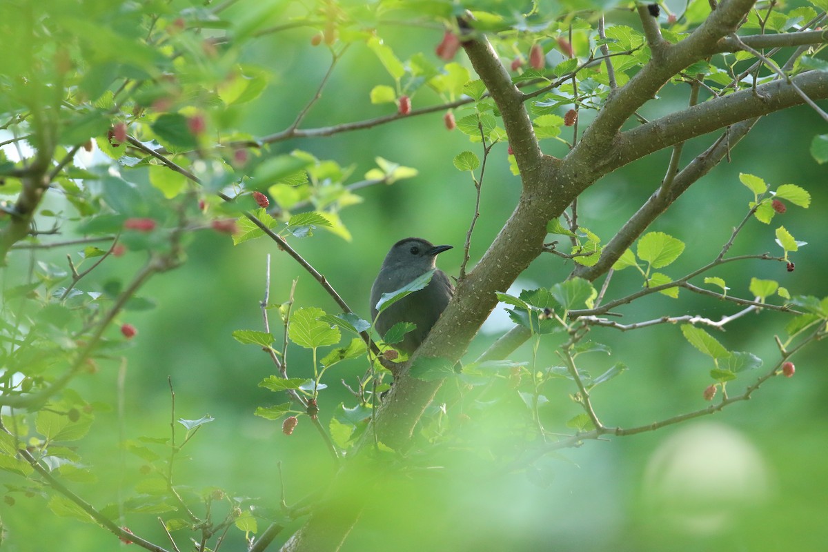 Gray Catbird - ML635423894