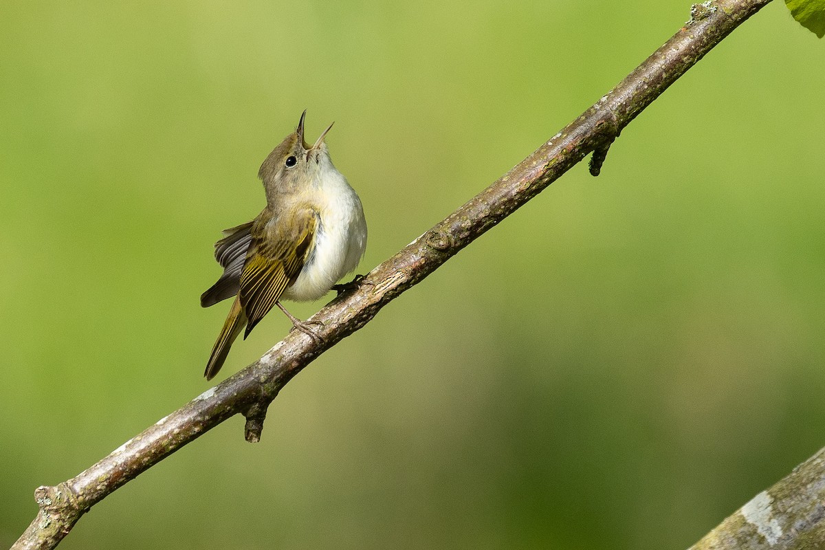 Western Bonelli's Warbler - ML635423901