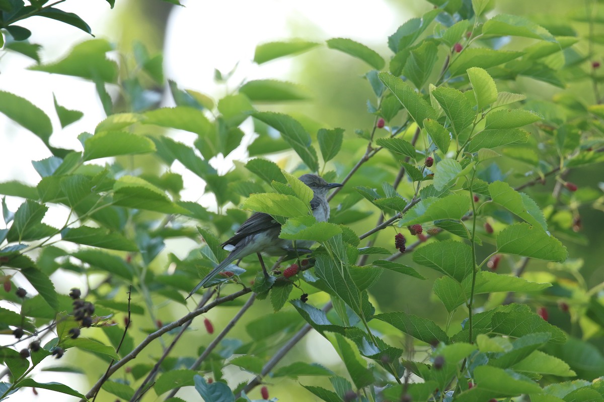 Northern Mockingbird - ML635423906