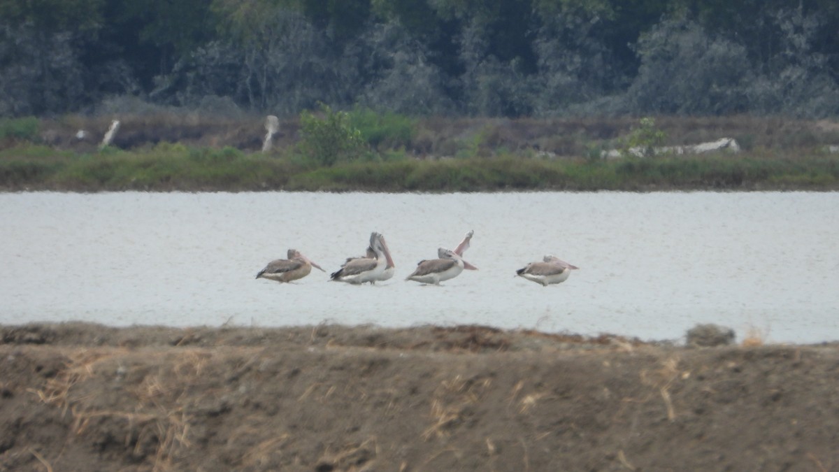 Spot-billed Pelican - ML635423917
