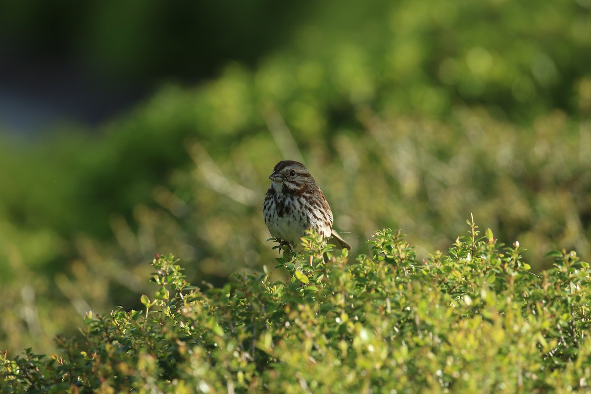 Song Sparrow - ML635423926