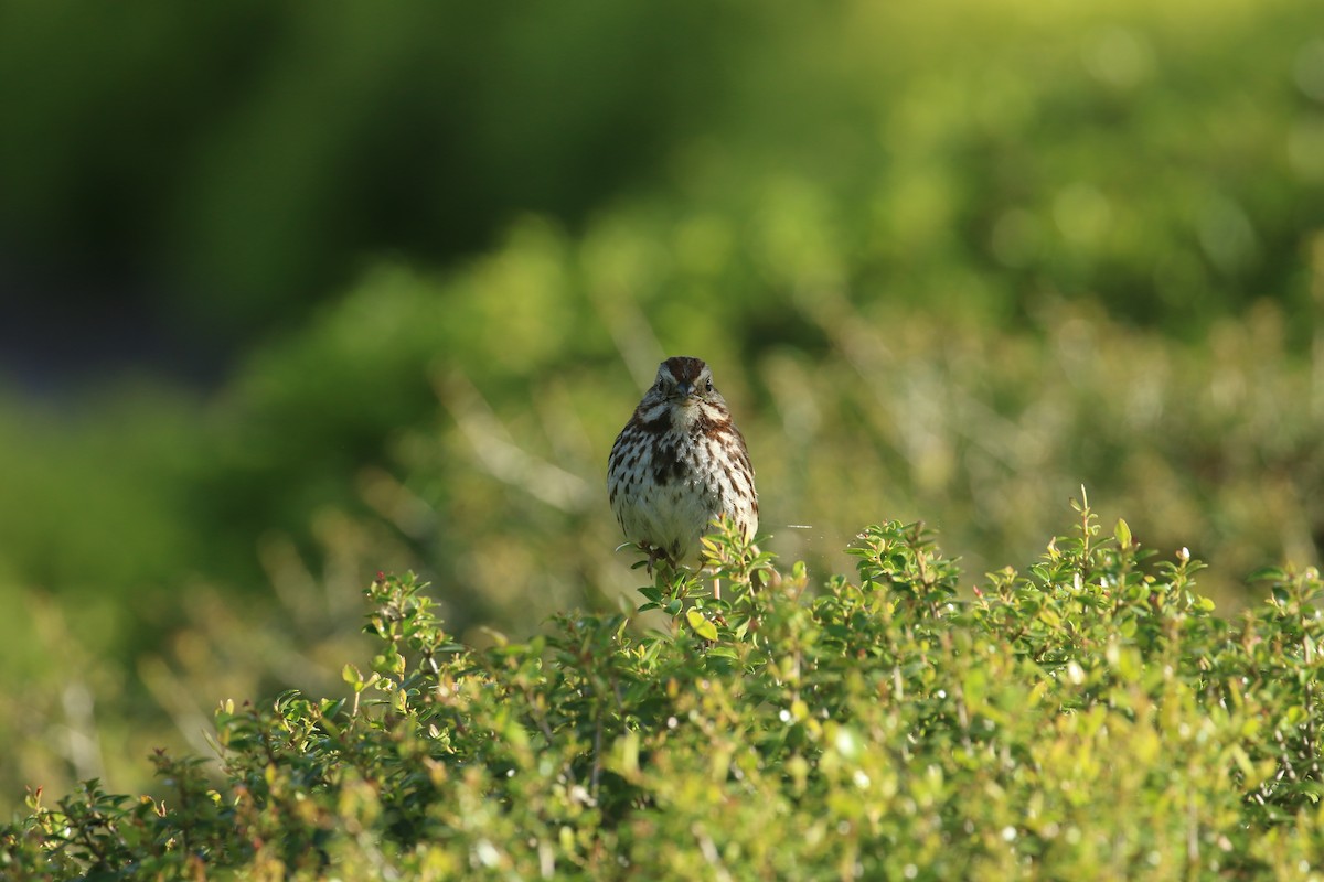 Song Sparrow - ML635423927