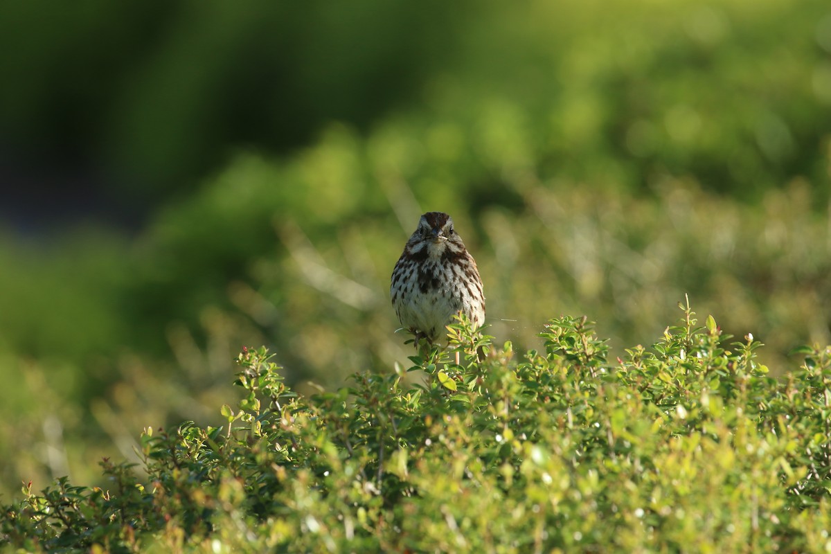 Song Sparrow - ML635423928