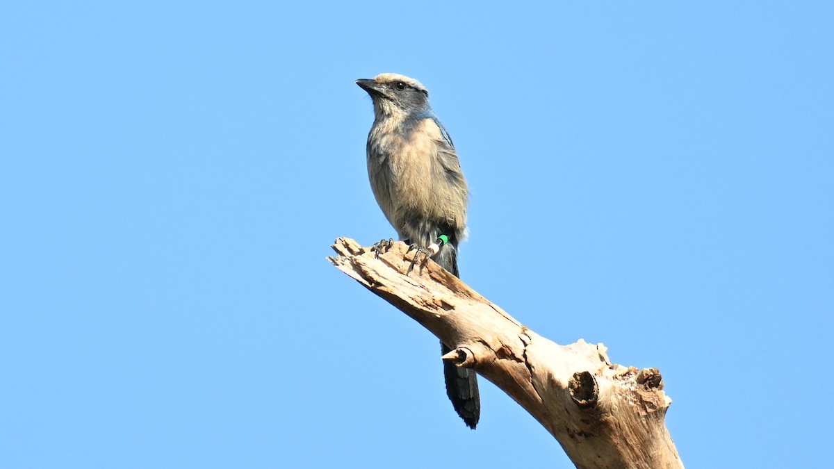 Florida Scrub-Jay - ML635424040