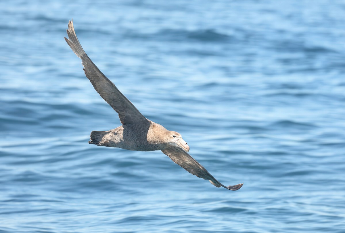 Southern Giant-Petrel - ML635424080