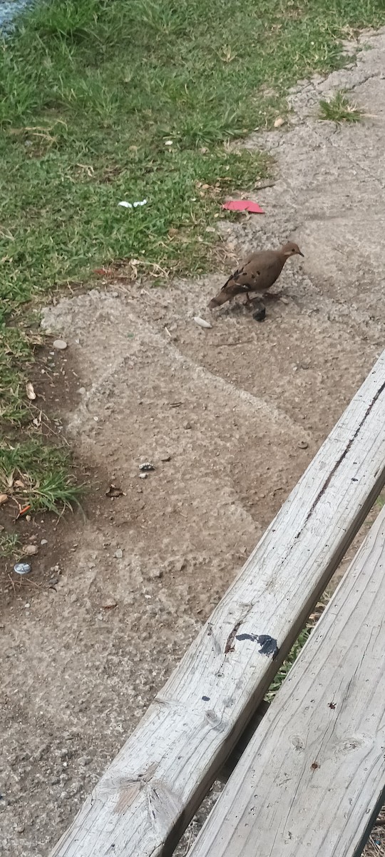 Zenaida Dove - ML635424106