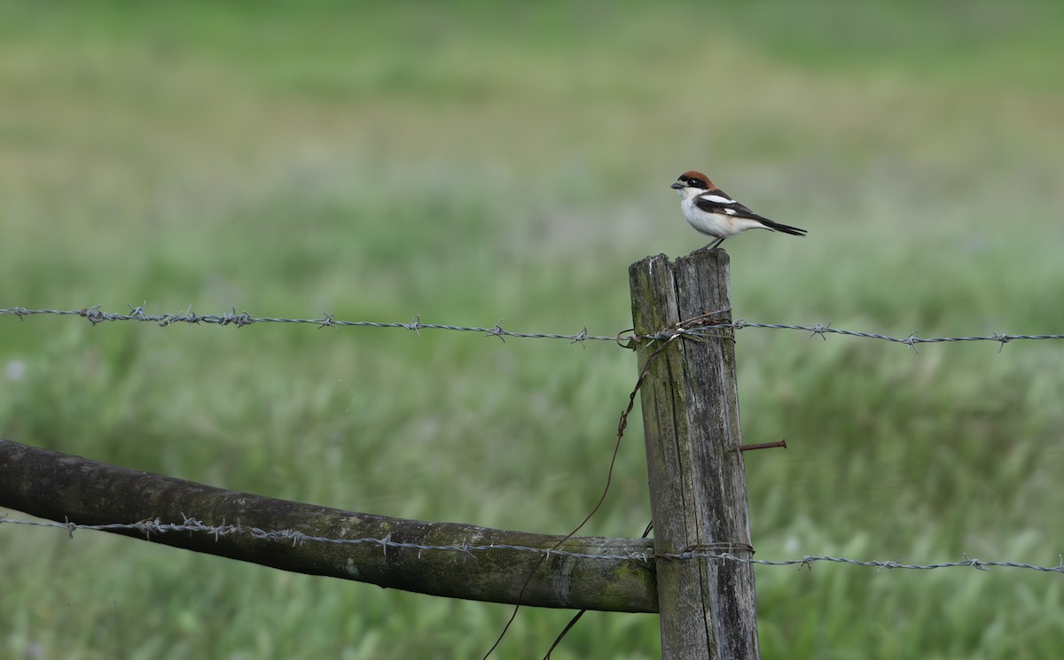 Antzandobi kaskagorria - ML635424126