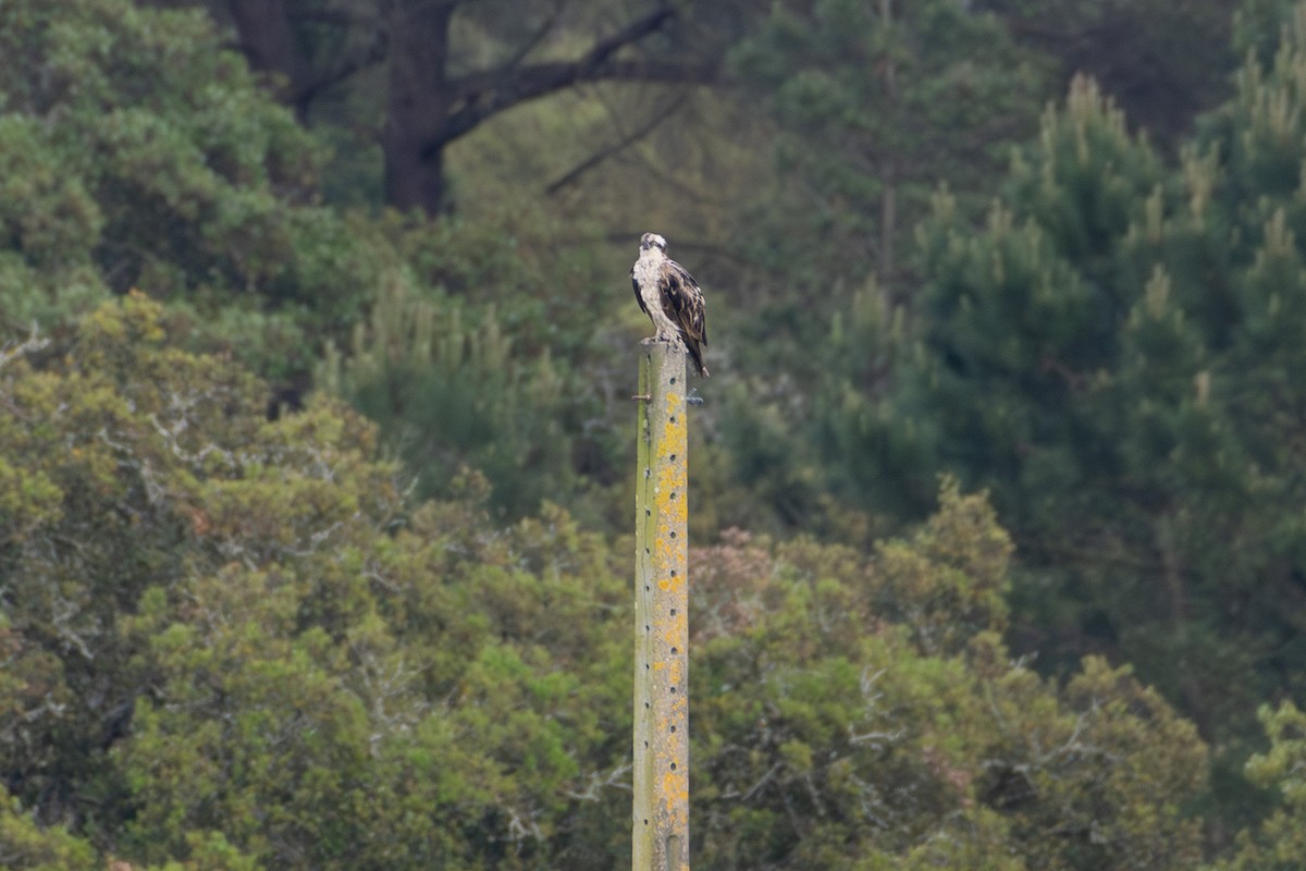 Arrano arrantzalea - ML635424130