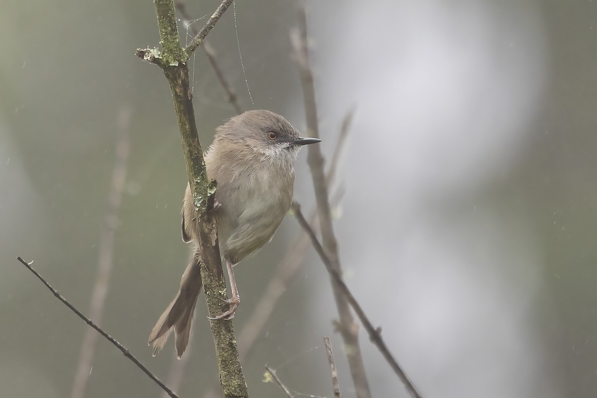 Roberts's Warbler - ML635424136