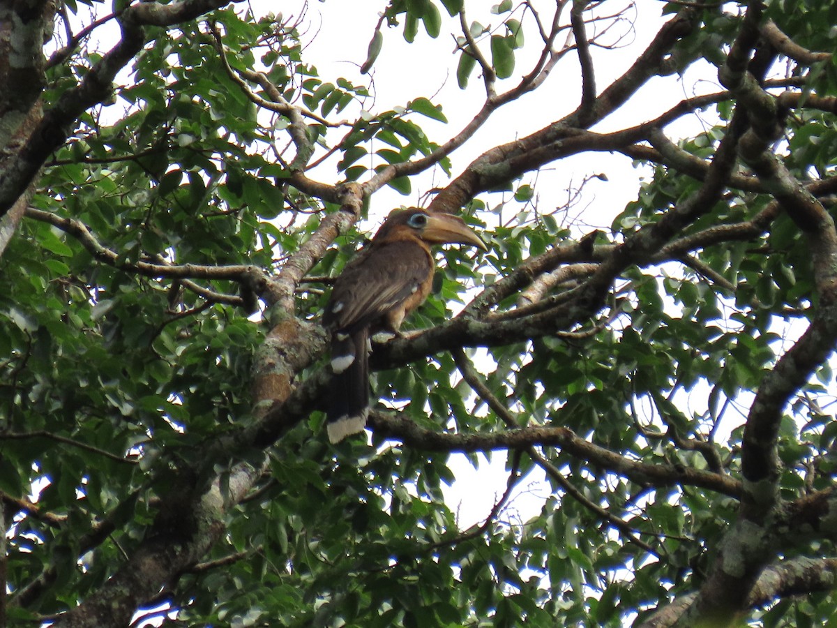 Rusty-cheeked Hornbill - ML635424220