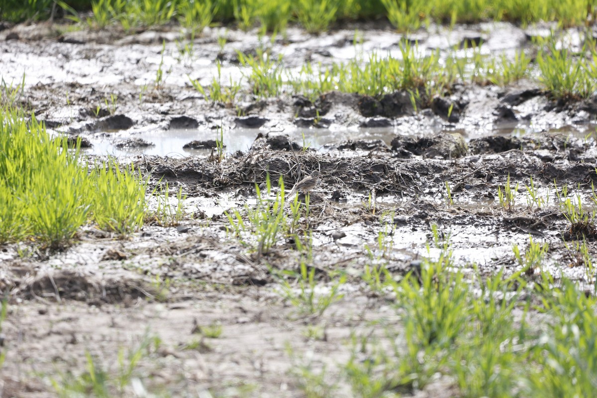 Vesper Sparrow - ML635424289