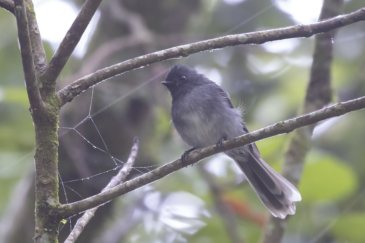 White-tailed Crested Flycatcher - ML635424364