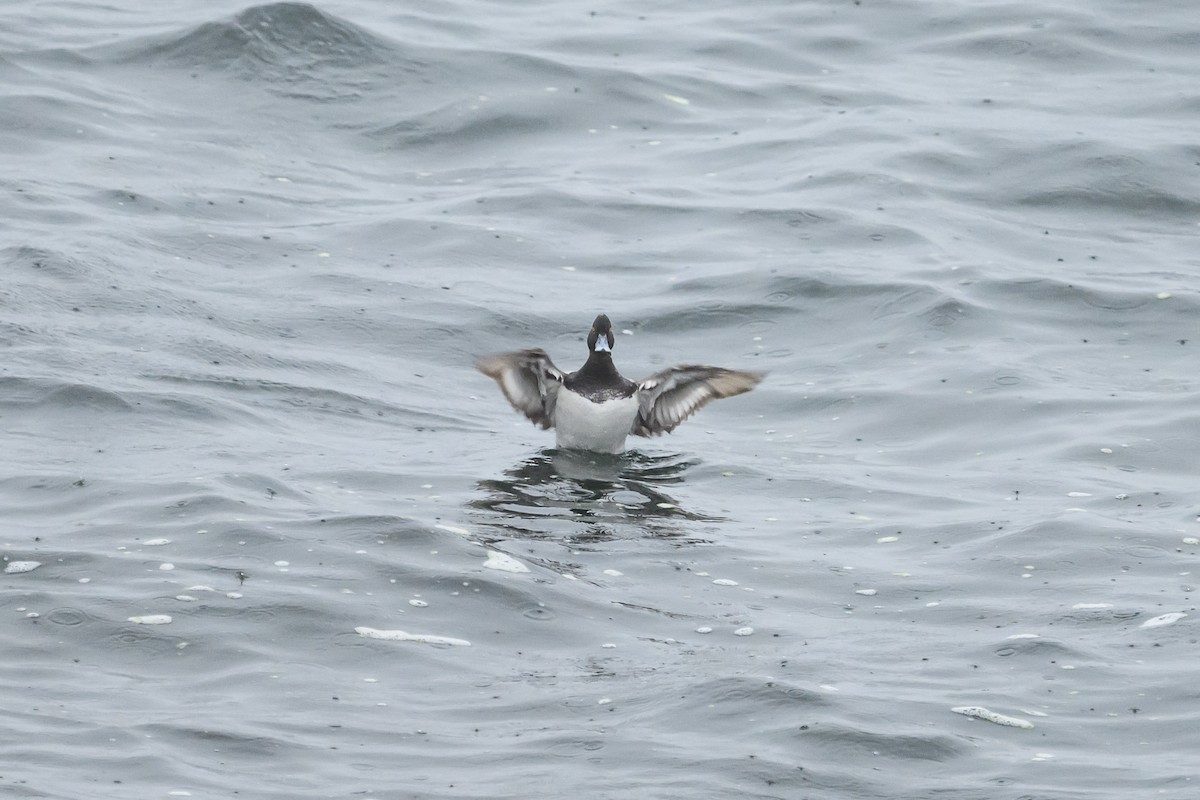 Greater Scaup - ML635424453