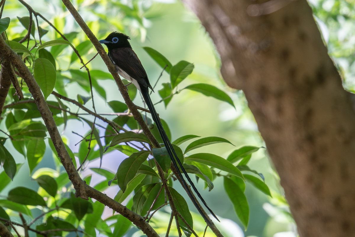 Black Paradise-Flycatcher - ML635424458