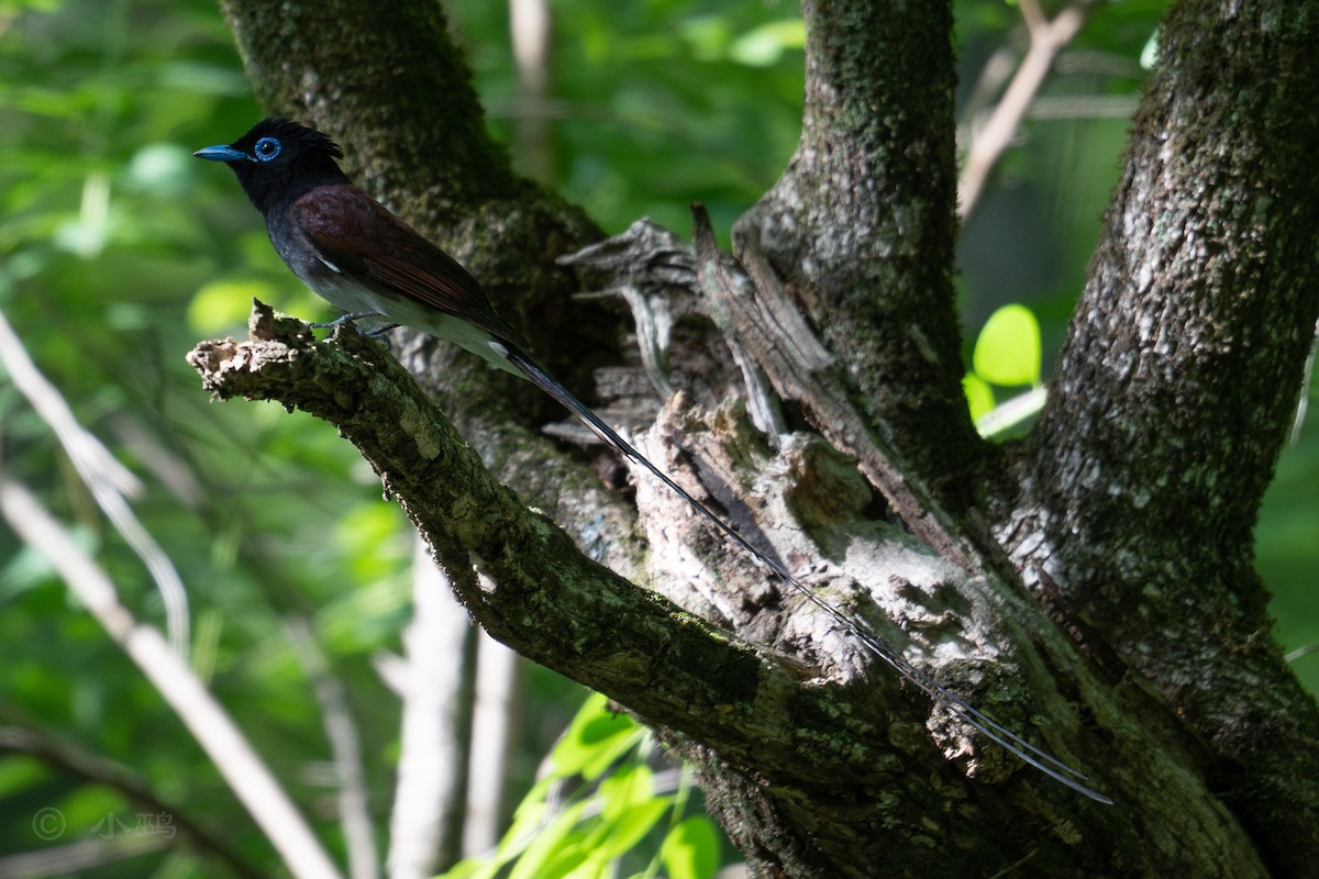 Black Paradise-Flycatcher - ML635424459