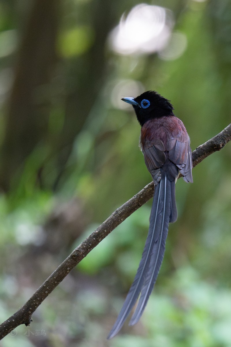 Black Paradise-Flycatcher - ML635424460