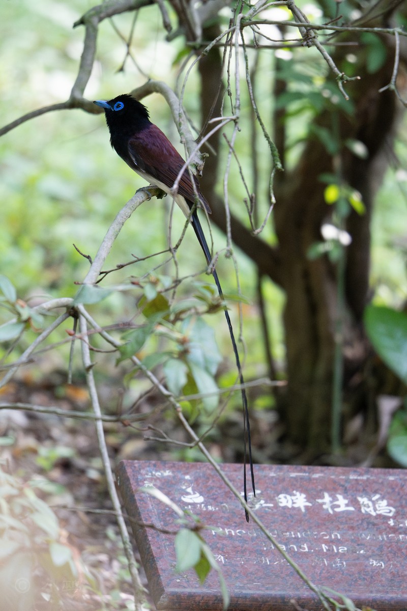 Black Paradise-Flycatcher - ML635424461
