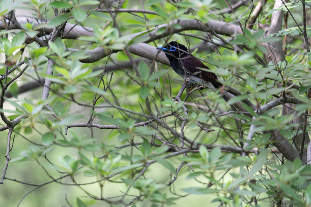 Black Paradise-Flycatcher - ML635424462