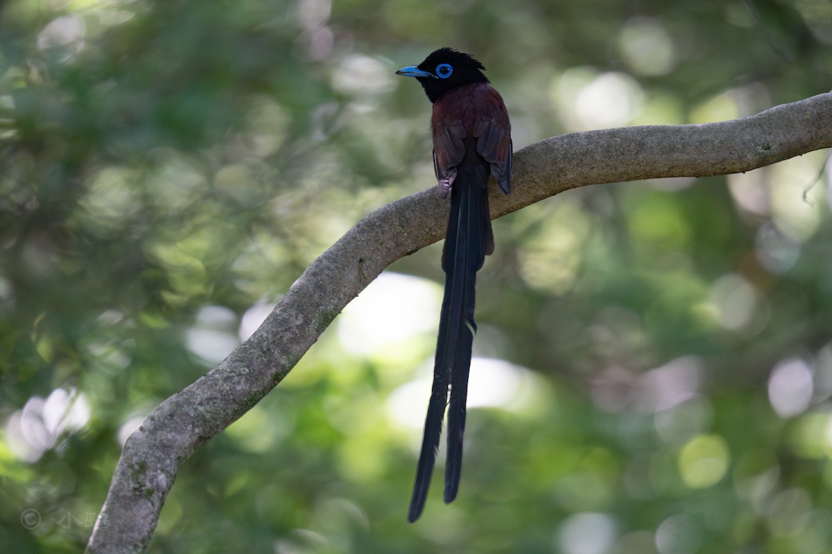 Black Paradise-Flycatcher - ML635424463
