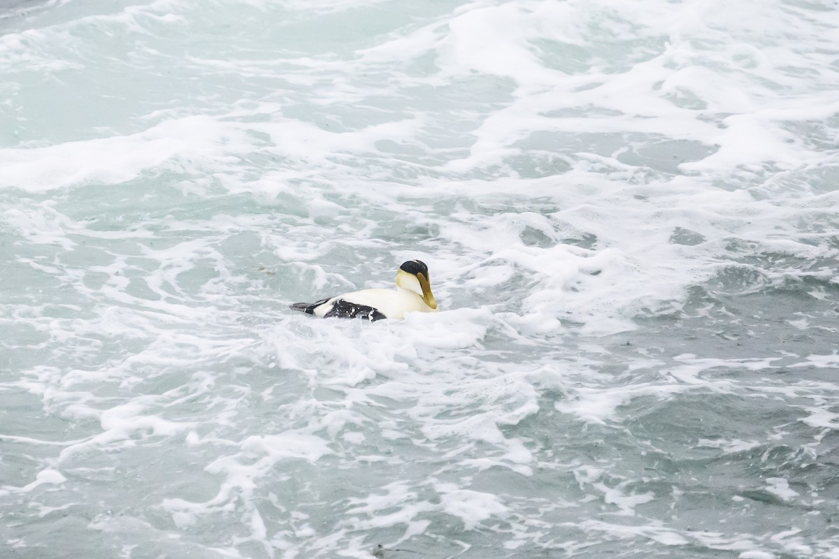 Common Eider - ML635424464