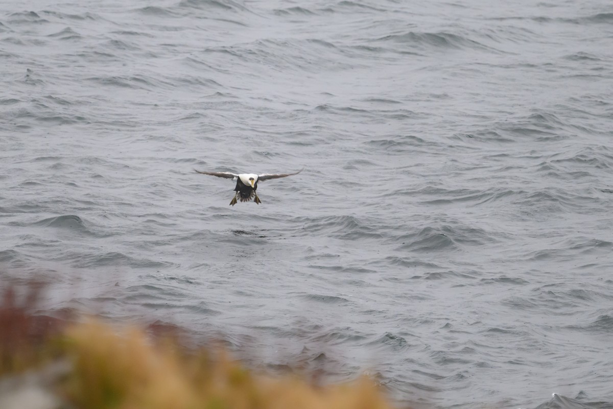 Common Eider - ML635424465