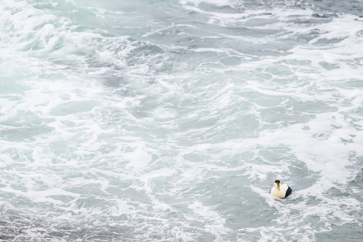 Common Eider - ML635424466