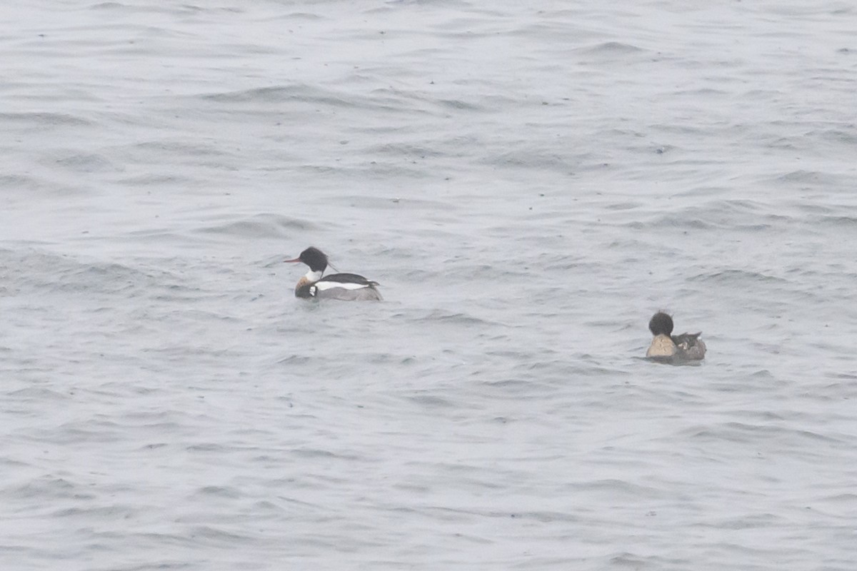 Red-breasted Merganser - ML635424470