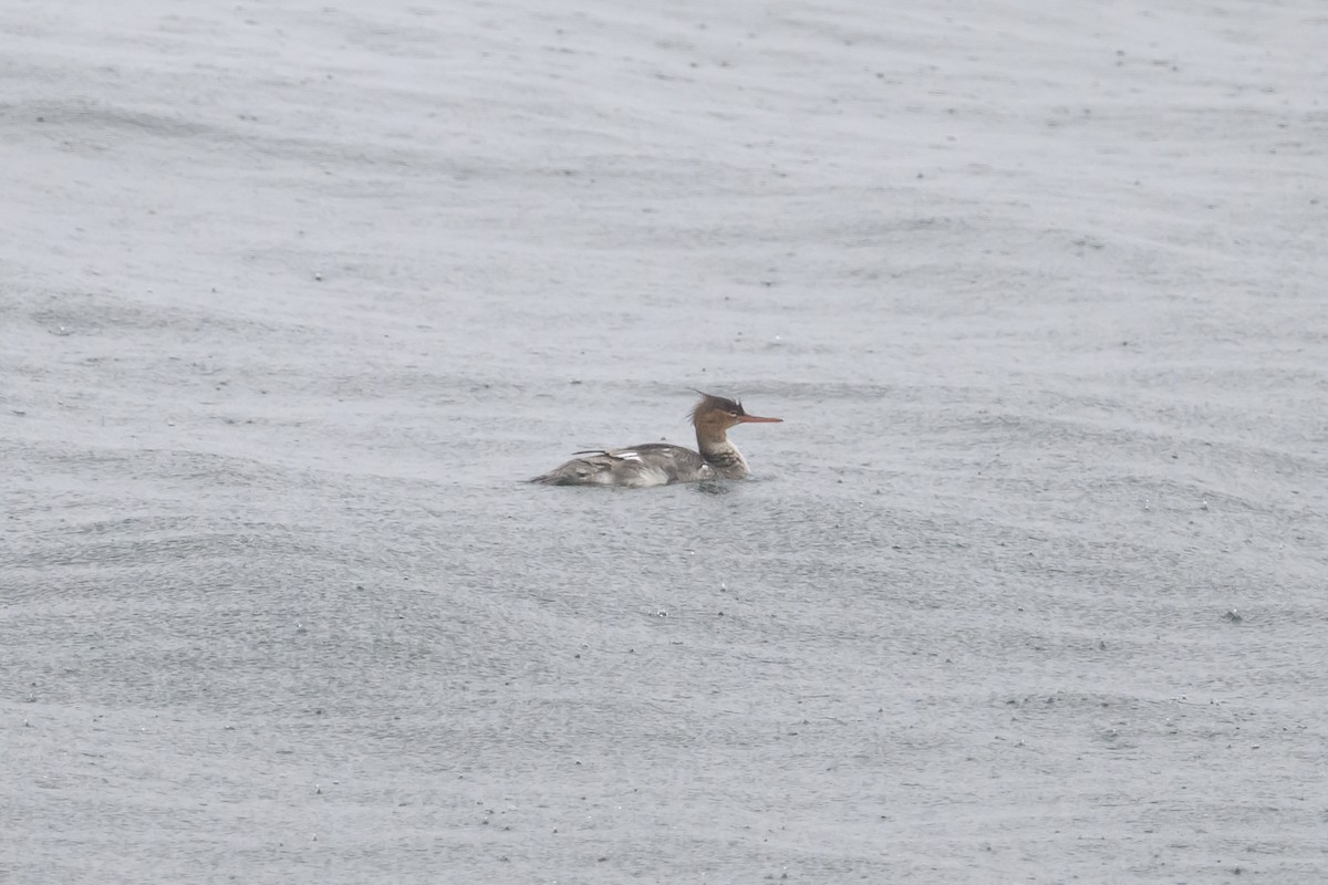 Red-breasted Merganser - ML635424471