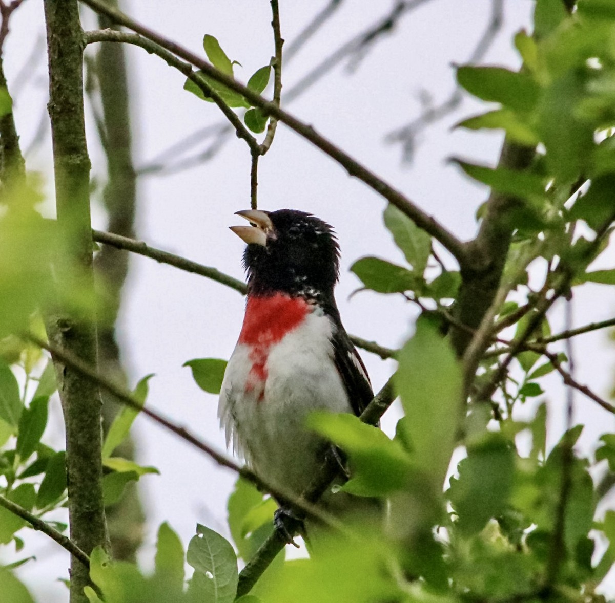 Cardinal à poitrine rose - ML635424489