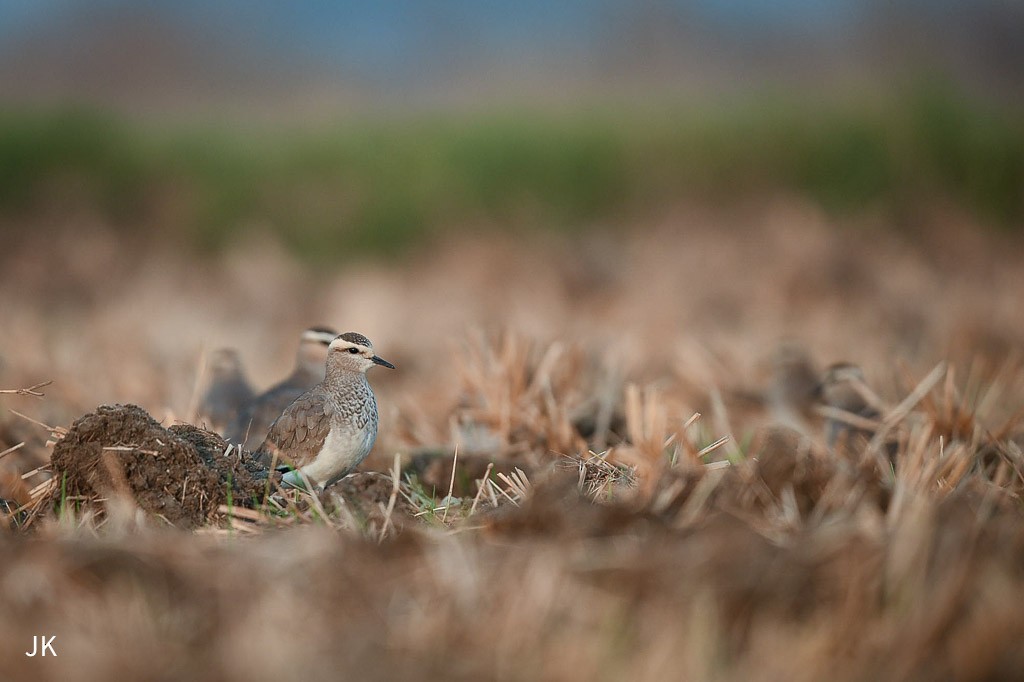 Sociable Lapwing - ML635424490