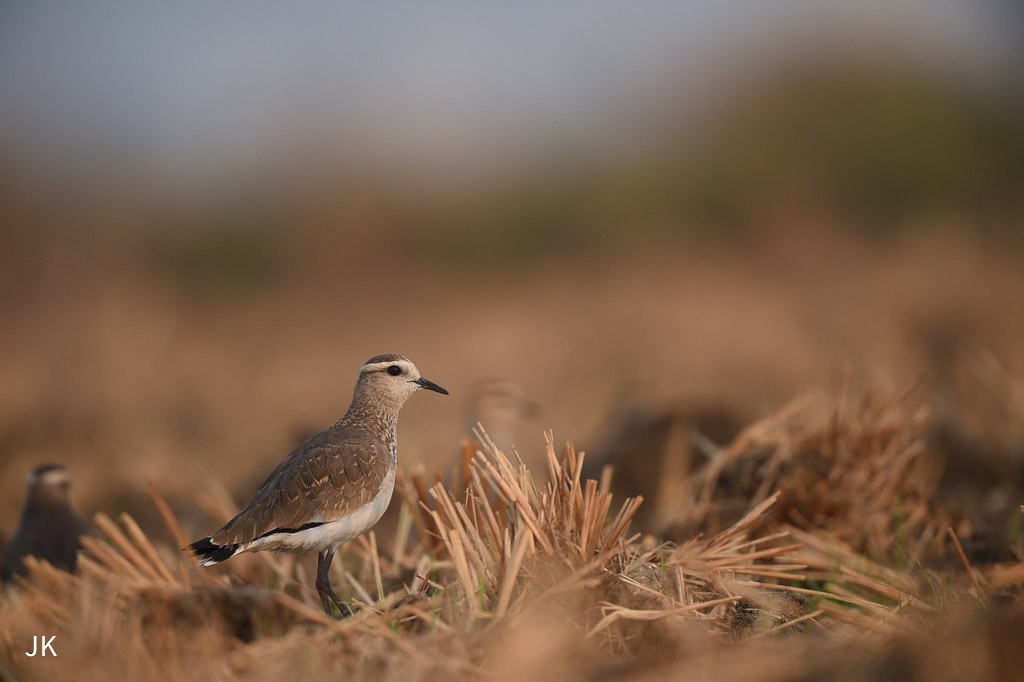 Sociable Lapwing - ML635424492