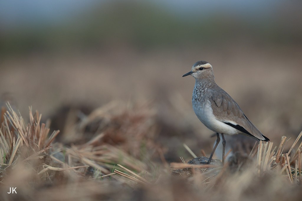 Sociable Lapwing - ML635424493