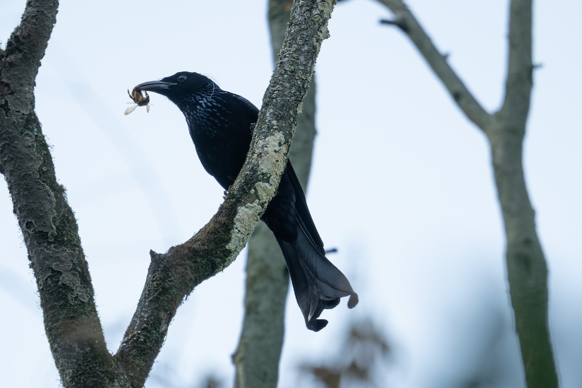 Hair-crested Drongo - ML635424513