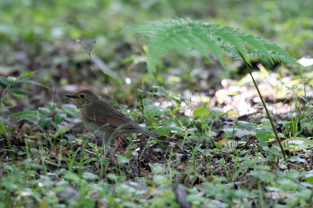 Siberian Blue Robin - ML635424517